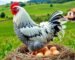 Gallina Livornese